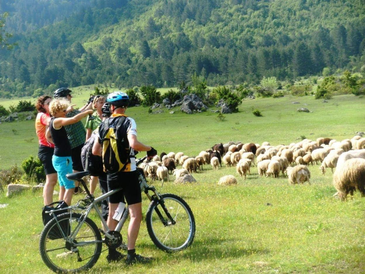 Radfahrende auf einer Alm, im Hintergrund Schafe